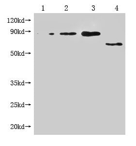 Enterobacteria phage M13 III Monoclonal Antibody