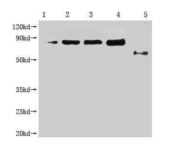 Enterobacteria phage M13 III Monoclonal Antibody