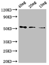 N Antibody
