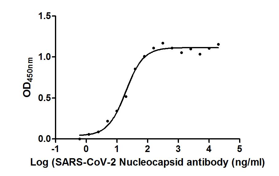 Nucleoprotein (NTD)  Antibody