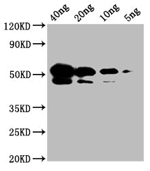 Nucleoprotein (NTD)  Antibody