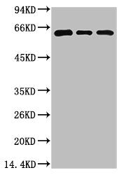 BECN1 Monoclonal Antibody