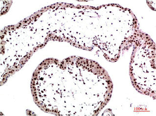 CBX3 Monoclonal Antibody
