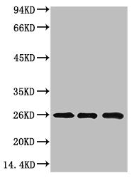 CBX3 Monoclonal Antibody