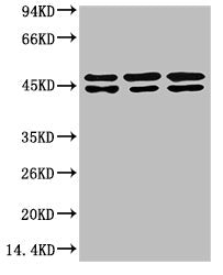 TUBE1 Monoclonal Antibody