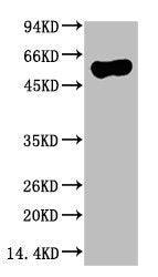 ATG5 Monoclonal Antibody