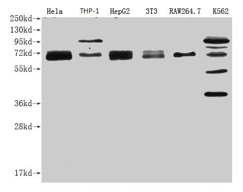 NFE2L2 Monoclonal Antibody
