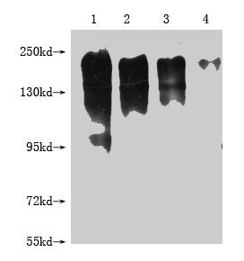 MERTK Monoclonal Antibody