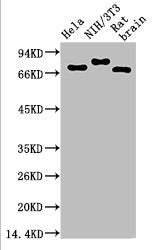 Ubiquitin Monoclonal Antibody