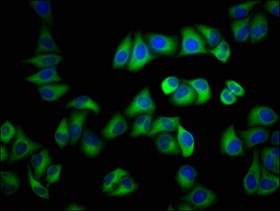TUBA1A Monoclonal Antibody