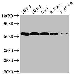 TUBA1A Monoclonal Antibody