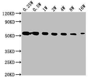 TUBA1A Monoclonal Antibody