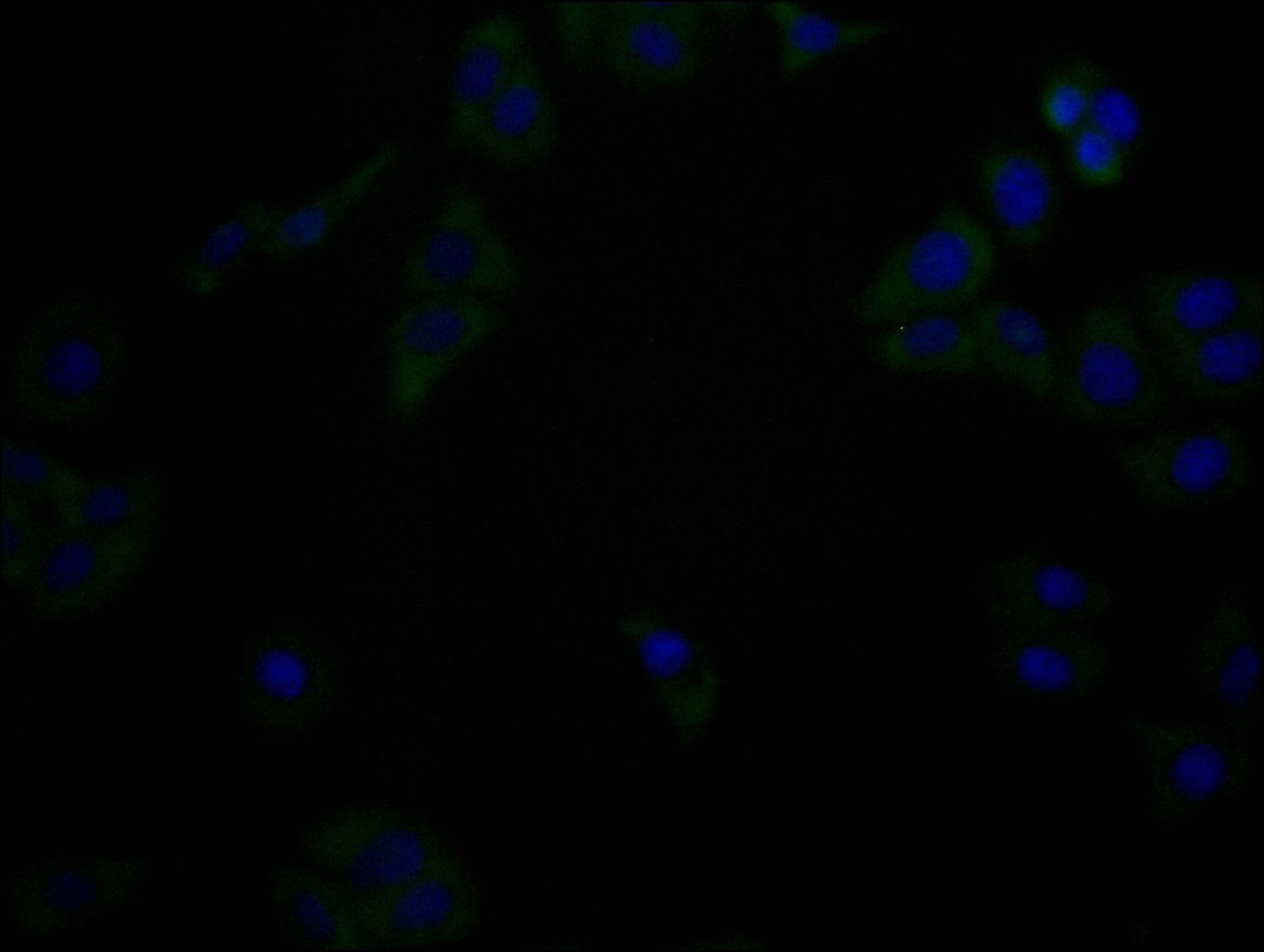 IFNLR1 Monoclonal Antibody