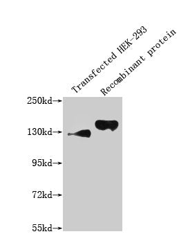 SEMA4D Monoclonal Antibody