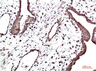 CBX3 Monoclonal Antibody