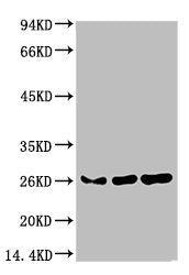 CBX3 Monoclonal Antibody