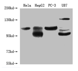 Alix Monoclonal Antibody