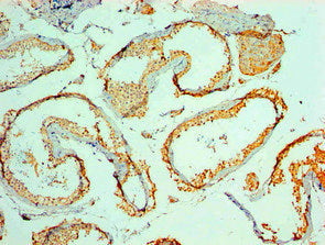 MYCBP Monoclonal Antibody
