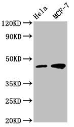 TSG101 Monoclonal Antibody