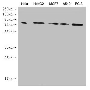 SMURF1 Monoclonal Antibody