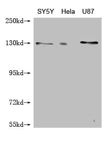 MCM9 Monoclonal Antibody