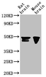NANOG Monoclonal Antibody