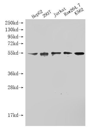 STK38L Monoclonal Antibody