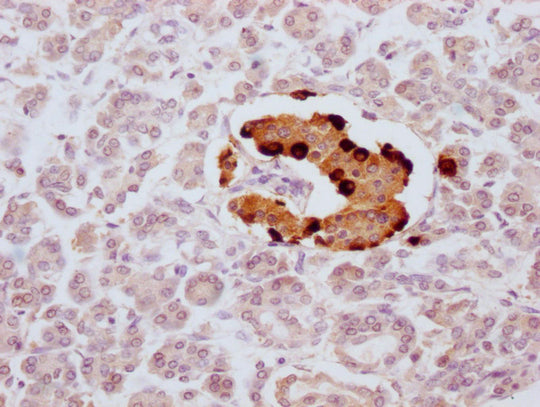 GCG Monoclonal Antibody