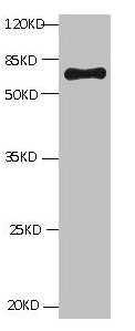 BSA Monoclonal Antibody