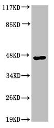 ACR Antibody