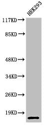 Cleaved-CASP7 (S199) Antibody