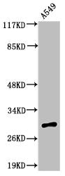 ADIPOQ Antibody