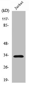 Cleaved-CTSA (R326) Antibody
