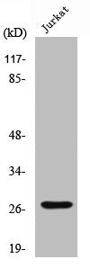 Cleaved-CTSC (R394) Antibody