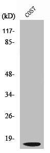 Cleaved-CTSD (G65) Antibody