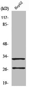 Cleaved-CTSG (I21) Antibody