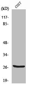 Cleaved-CTSZ (L62) Antibody