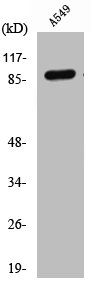 Cleaved-COL3A1 (G1221) Antibody