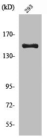 Cleaved-COL4A3 (L1425) Antibody