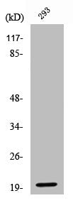 Cleaved-EFNA2 (N188) Antibody