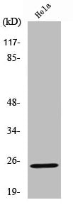 Cleaved-KLK11 (I54) Antibody