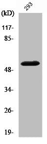 Cleaved-MMP14 (Y112) Antibody