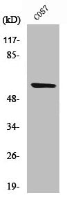 Cleaved-MMP15 (Y132) Antibody