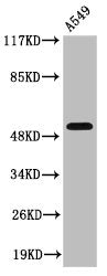 Cleaved-MMP17 (Q129) Antibody
