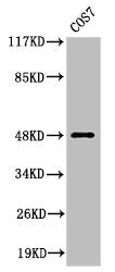 Cleaved-MMP27 (Y99) Antibody