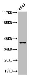 Cleaved-MMP3 (F100) Antibody