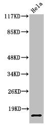 Cleaved-SUMO2 (G93) Antibody