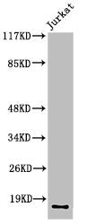 Cleaved-F7 (R212) Antibody