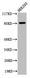 Cleaved-MPO (A49) Antibody