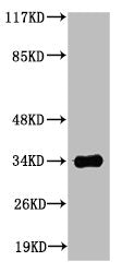 CASP6 Antibody